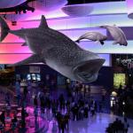 Concept for the Georgia Aquarium.  Sculpted in Zbrush and Render in Keyshot.  Composited in Photoshot.