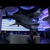 Whale Sharks-Zbrush/Photoshop-Proposed life-size animals for Georgia Aquarium-2011