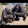 Lowland Gorilla Family-Bronze-Lifesize- Public Commission, Lincoln Park and Louisville Zoo_2001